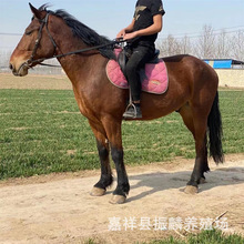 ���U���R�T���R���^�^�p�R ���^�����R ���R�R�x �T���R�r��