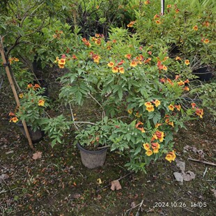 2410B花场直销橙钟花,黄钟花高0.6-1.2米-阿里巴巴