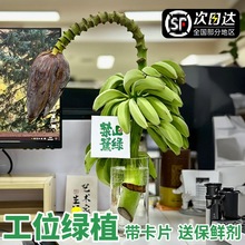 禁止蕉绿香蕉绿植鲜切水果枝带花芭蕉水培植物办公室盆栽停止焦虑