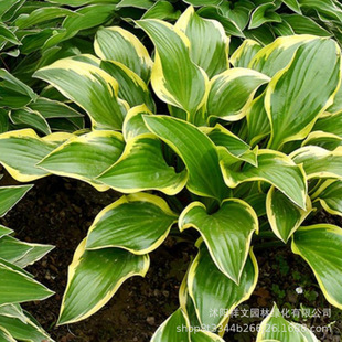 ���س��� ���� ���~������ ��߅���� ���~���� ����ֲ�� �@�־G��