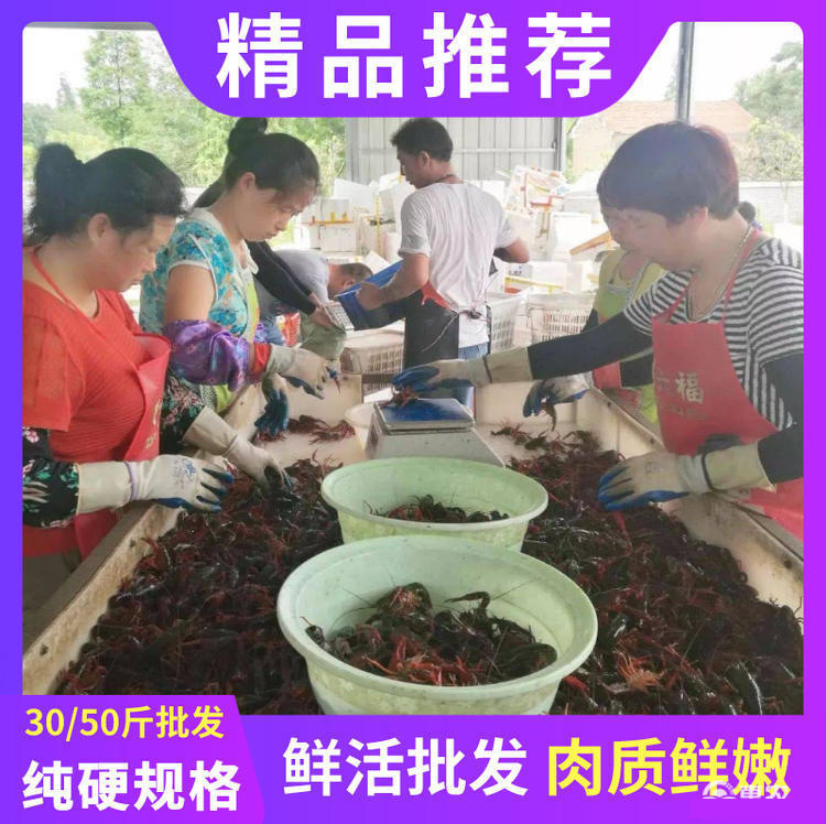Live Crayfish, Fresh Crayfish, Crayfish Wholesale, Hubei Qianjiang Clear Water Crayfish, Commercial Summer Live Seafood