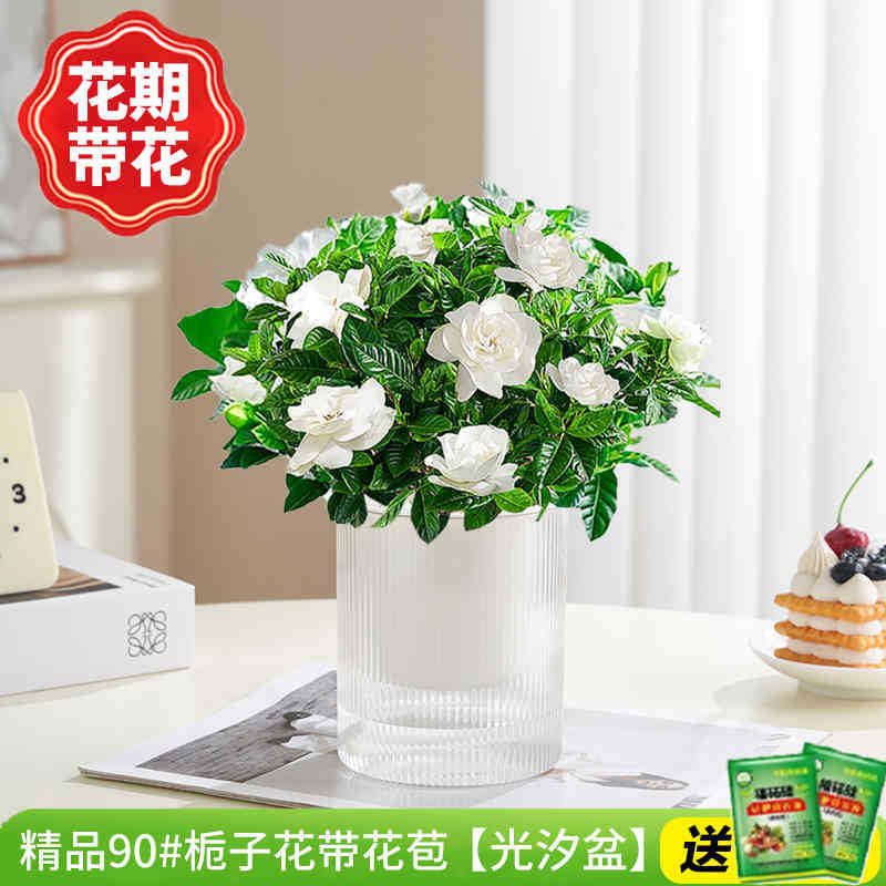 부티크 90#치자나무 개화기(광조수분지)에 영양액을 공급