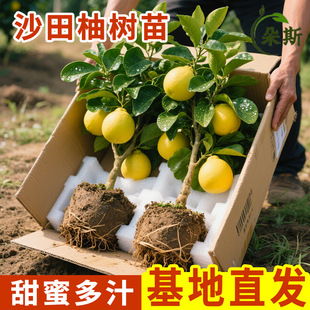 ɳ�����Ә���޽Ӯ���Y���ش�ͥԺ����t�����ּ�����䎧�����~