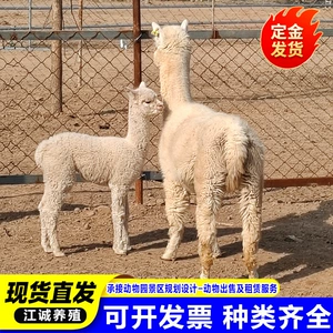 [养殖场常年出售羊驼活体  萌宠乐园互动投喂羊驼 萌宠小羊驼价格]