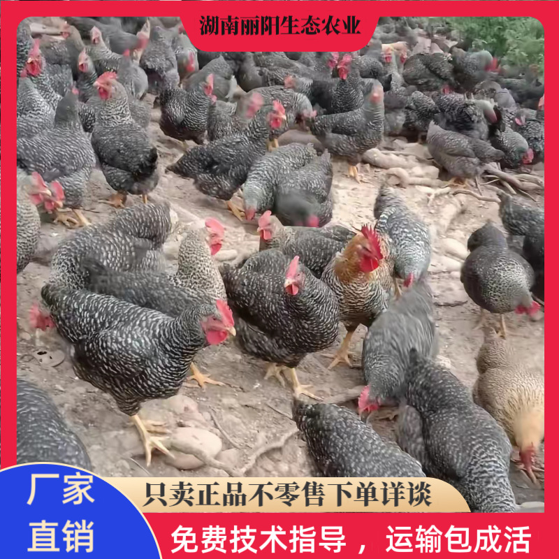 出售黑芦花鸡苗活体中速型农村放养走地鸡仔支持新手养殖技术指导