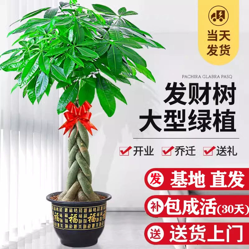 【Гарантированное выживание】Денежное дерево, горшечное растение для гостиной, большое комнатное растение для открытия нового дома, подарок, привлекающее богатство зеленое растение.