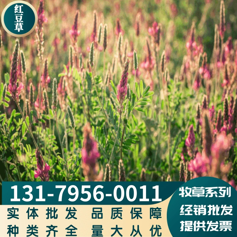 Пастбища красная фасоль трава свиноподобный Крупный рогатый скот и сорта кроликов в комплекте крупные выгодно могут быть оплачены при доставке