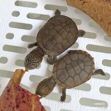 侧仰泳鱼缸猪面深水笑活物粪便乌龟红R2颈龟活体龟苗蛋吃西
