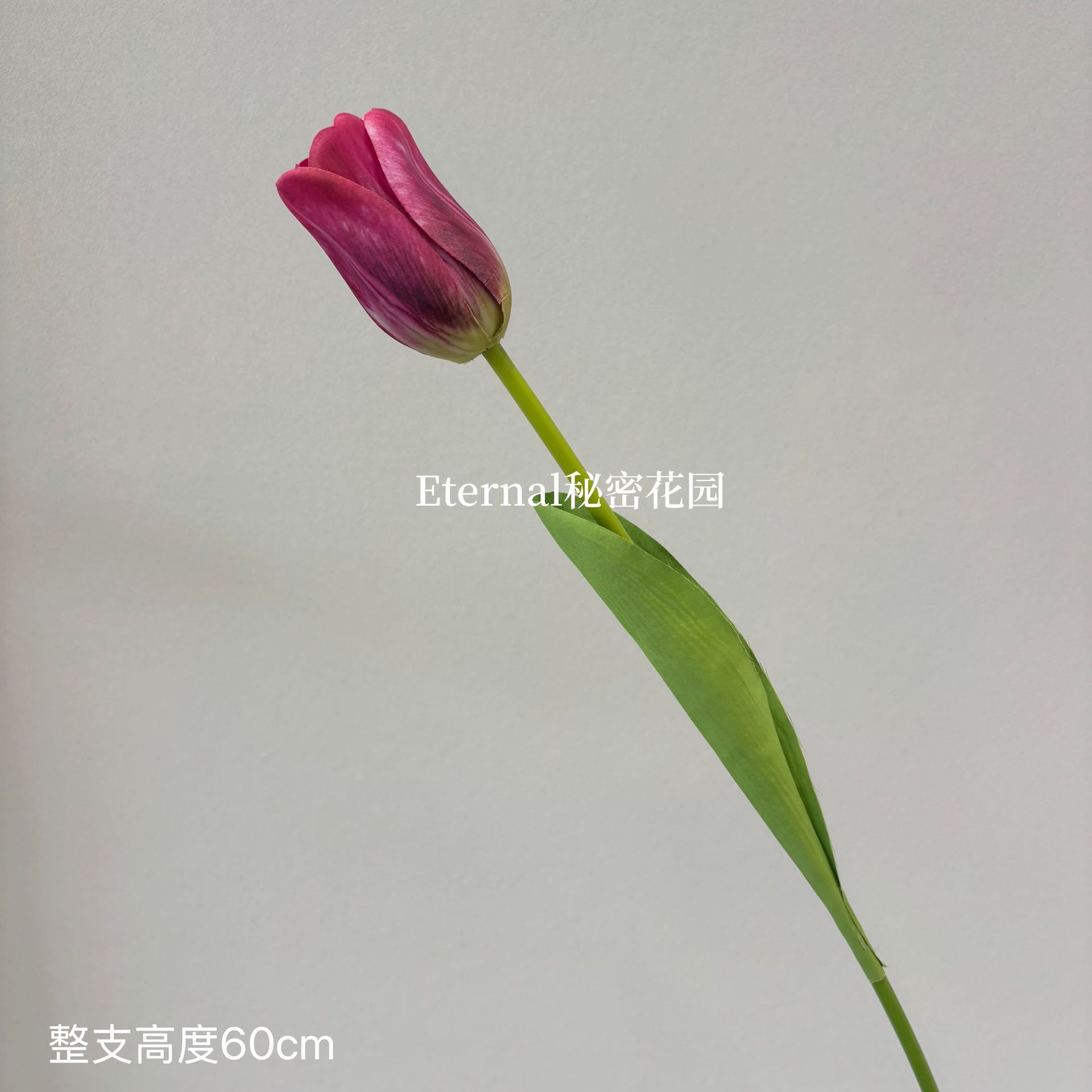 부르고뉴 단일 튤립