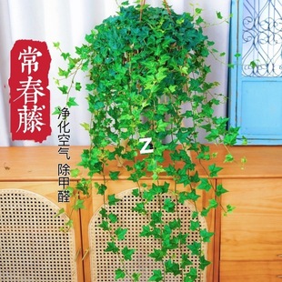 �����ٵ��@�ļ�������B�L�����Կ͏d�̨�k���҃����՚����ȩ