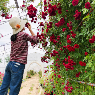 Wholesale Vine Rose Seedlings, Red Rose, Complete Colors, Multi-Flowered Rose Saplings, Potted Ground Planting