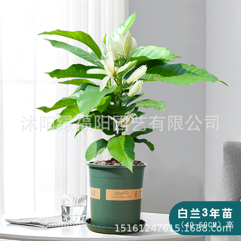 白兰花盆栽花卉植物室内玉兰树苗带花苞四季开花浓香黄角兰花苗大