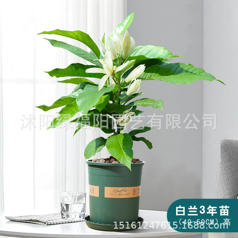 Белая орхидея в горшке, комнатное растение, саженец магнолии с бутонами, цветущие в любое время года, ароматные желтые роговые орхидеи, большие саженцы