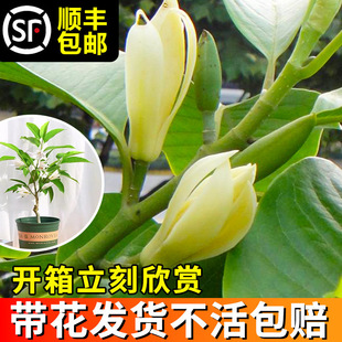 һ�����l���m�����m���绨��ֲ���҃Ȼ��S���m�������Gֲ�����׻�