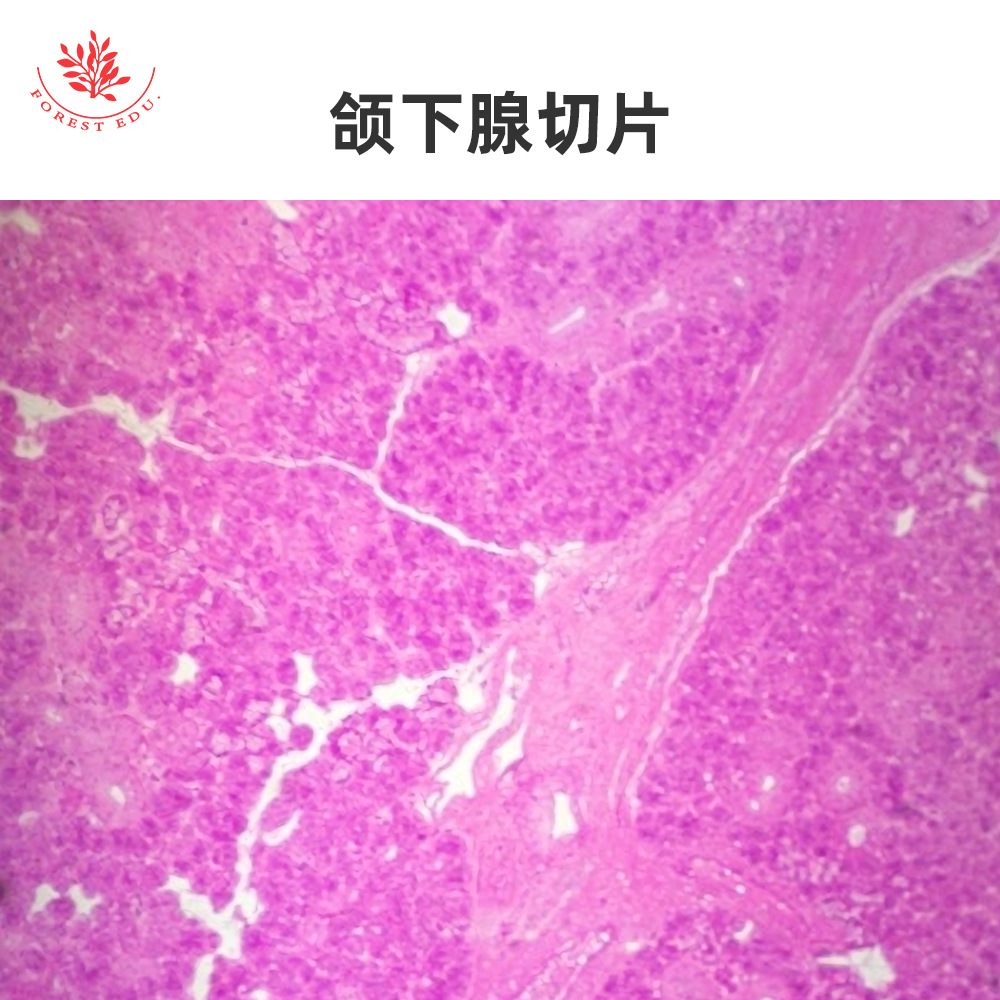 5-颌下腺切片