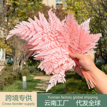 干花高山羊齿叶永生花礼物高级感羊齿叶花材婚礼布置 花束永生花