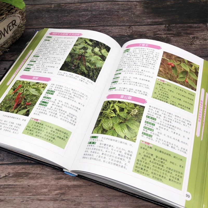 Refined Chinese Herbal Medicine Primary Color Map Medicinal Efficacy Common Therapeutic Herbal Identification Application Primary Color Picture Book