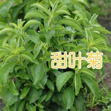 甜叶菊种子菊花种籽香草种孑可泡茶阳台花种散装花卉天然甜味植物