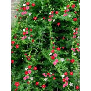 ���~�\�}���N�����ļ����N�_��ͥԺ�̨�������ٻ���ֲ������ǻ�