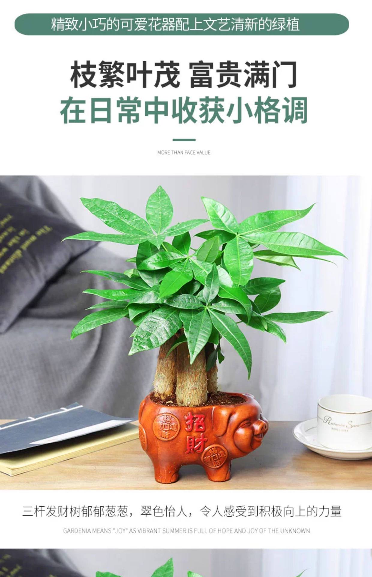 详情图