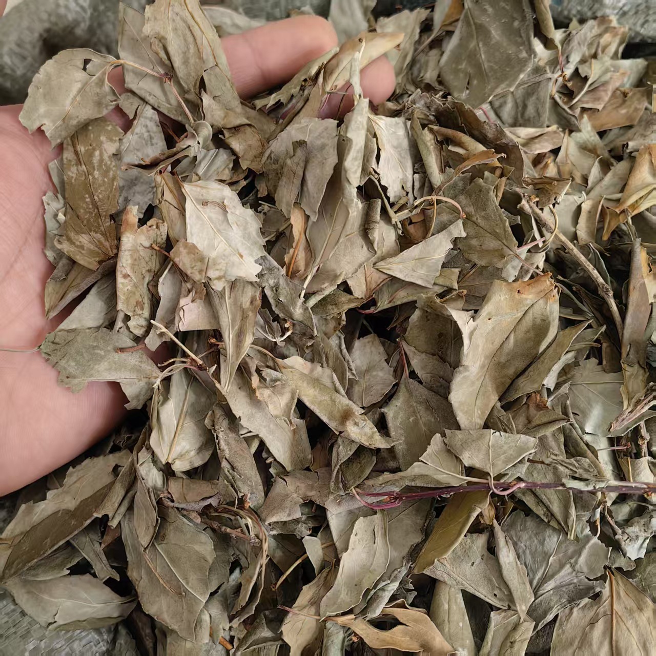 Dried Forsythia Leaf Tea Lian Qiao Ye 500g Sun Dried Herbal Tea Leaf from Shanxi specifications
