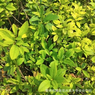 毛娟小苗毛杜鹃树杯苗工程绿化苗木夏娟毛鹃花苗庭院花坛开花植物-阿里巴巴