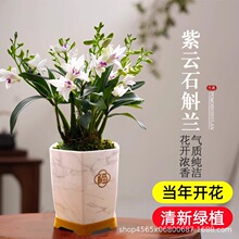 紫云石斛兰花盆栽现带花苞室内阳台掌上花卉绿植兰花苗水培植物