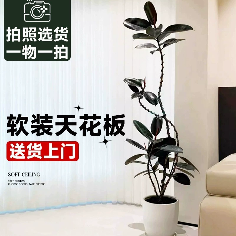 Резиновое дерево Black Diamond. Украшение для гостиной в помещении. Большое зеленое растение. Опционально. Легко поддерживать в форме. Растение, поглощающее формальдегид.