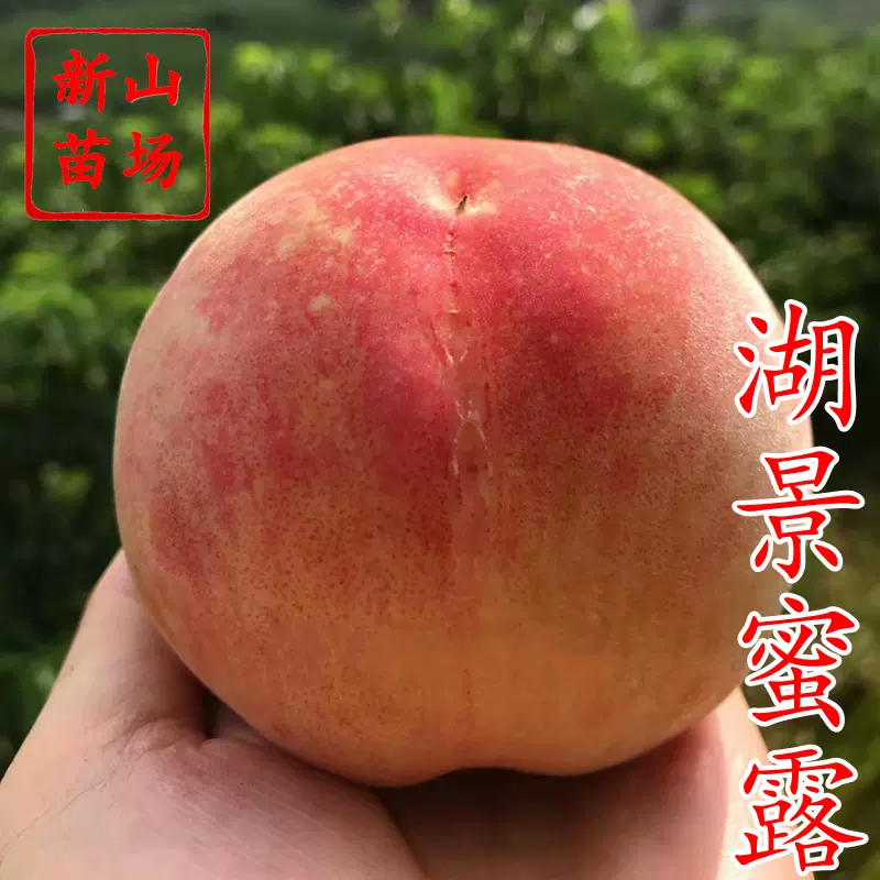 【湖景蜜露桃苗】正宗无锡阳山奉化早中湖景蜜露玉露水蜜桃子树苗