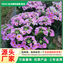 源头厂家欧洲报春花种子 欧洲樱草 德国报春春夏播种观花花卉种子