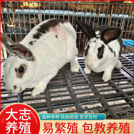 优质肉兔品种花巨兔活体自家兔场养殖成年花巨兔幼兔买一组送一只