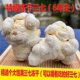 Selection of freeze-dried Panax notoginseng Yunnan Wenshan 20 wild 37 10 500g fresh Tianqi 30