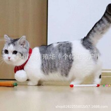 С؈�������w����������ë؈���̼Ӱ���˾؈����w���_��˾؈