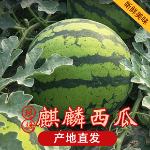 ��������ˮ�����r10�ﱬ���֭ɳȿ��Ƥ��˺����ˮ�����������