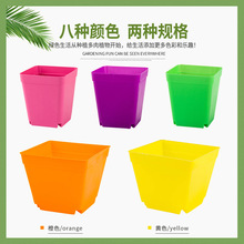 �����R�d�Ӻ�С�ʷ����϶��⻨��С����ֲ�����ɫ����7��10����