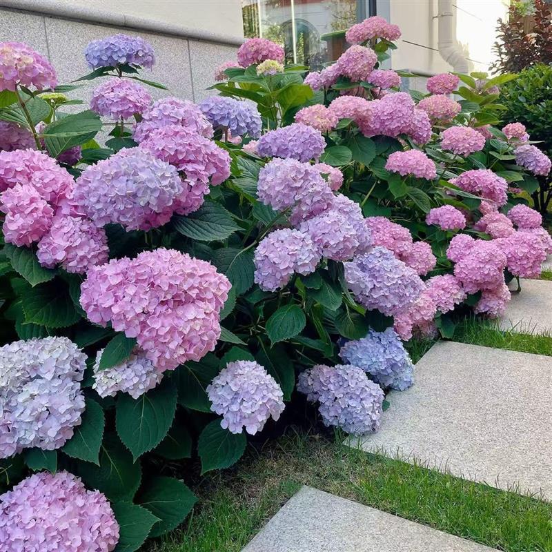 Double-Petaled Multi-Variety Large-Flowered Hydrangea Indoor and Outdoor Balcony Courtyard Easy to Grow Small Potted Green Plants