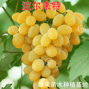 �������������� �޽ӹ��� ���ј��� ��ľ���� �����Sɫ�o������