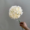 Single hydrangea 90 leafless champagne color.