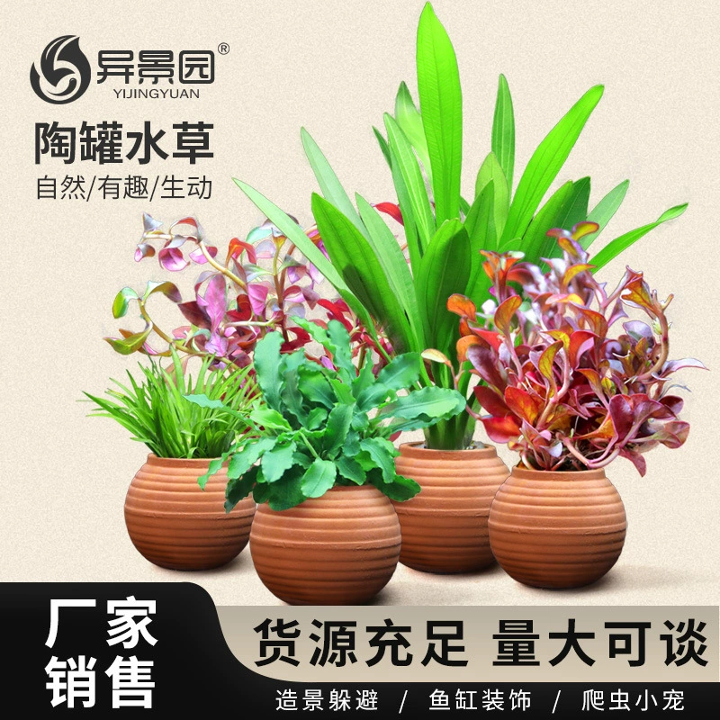 Аквариум аквариума для озеленения негативный кислородный