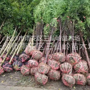 ���l�t��ɼ ���ϼt��ɼ�����辰�Ϸ�Ʒ�N ��ľ�G�� �t��ɼ�r��