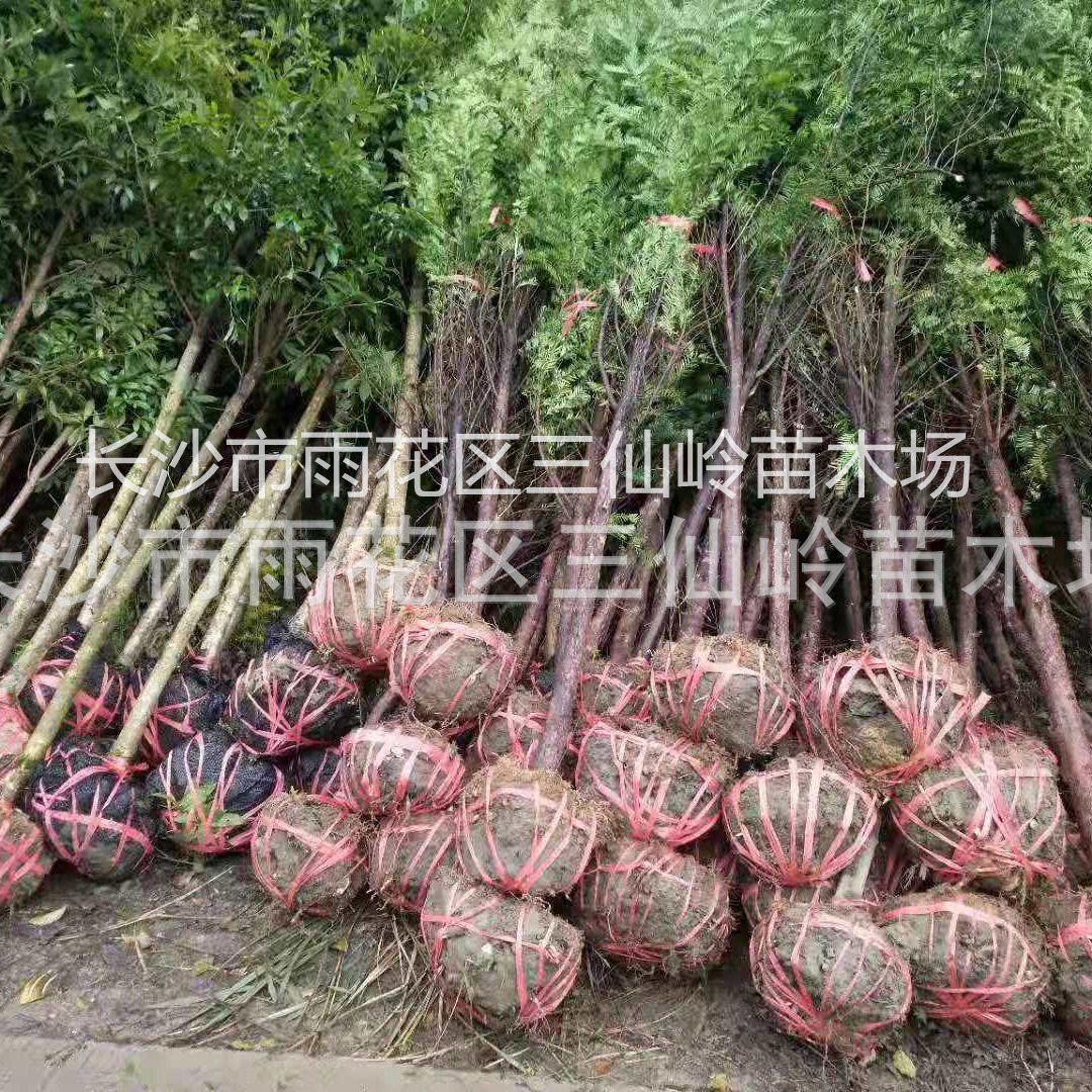 批发红豆杉 湖南红豆杉树苗盆景南方品种 苗木绿化 红豆杉价格
