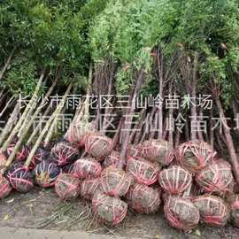 批发红豆杉 湖南红豆杉树苗盆景南方品种 苗木绿化 红豆杉价格