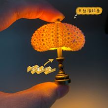 小红书同款迷你复古海胆小夜灯儿童桌面小台灯天然海胆壳装饰摆件