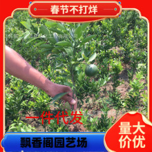 四会砂糖橘苗果树苗黄岩蜜橘苗橘子树苗无核桔子苗金桔柑橘苗