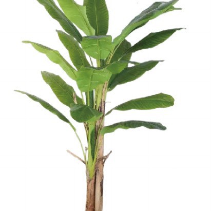 Árbol de plátano de simulación personalizado Árbol de plátano de simulación de venta caliente de Amazon Árbol de plátano de simulación de tiro de boda