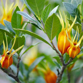 药材黄桅子苗 新苗黄桅子苗重庆黄桅子药材苗 药材苗木批