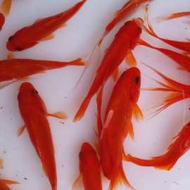 2P80草金鱼活体观赏鱼冷水锦鲤小金鱼活鱼龙睛蝶尾鱼闯缸鱼饲料鱼