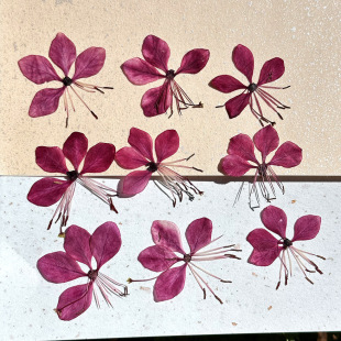 Butterfly Flower Hickory Grass Dried Flower Embossed Plant Specimen DIY Nail Art Nail Makeup Face Decal Baffle Drop Glue