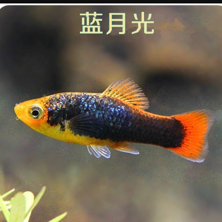 蓝月光鱼活体胎生鱼热带观赏上海昂阳渔场直销包活水族鱼孔雀鱼