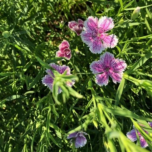 Colorful Dianthus Flowers Are Easy to Grow Flower Seedlings in All Seasons. European Dianthus Landscape Garden Flower Sea Courtyard Flower Seedlings Are Cold-Resistant Perennial Florals